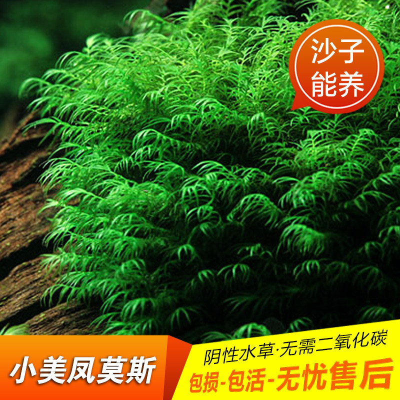 鱼草缸造景迷你小美凤莫丝活体绑沉木慕斯凤尾苔淡水植物阴性莫丝