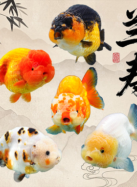 兰寿金鱼观赏鱼鱼缸耐活鱼小型鱼易存活淡水鱼冷水鱼纯种鱼苗