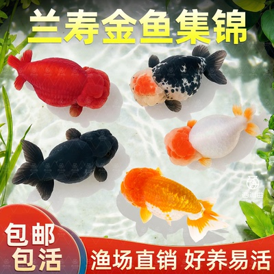 兰寿金鱼冷水鱼观赏鱼小红鱼苗活体观赏鱼泰狮金鱼好养易存活