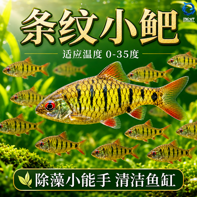 条纹小鲃群游冷水鱼原生鱼中国斗鱼伴侣除藻吃青苔淡水鱼苗观赏鱼