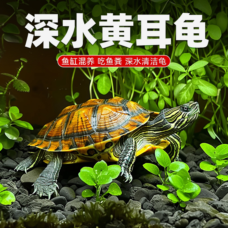 深水龟黄耳鱼缸混养观赏宠物吃粪