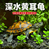 深水龟黄耳龟鱼缸混养观赏龟宠物龟吃粪龟清洁缸冷水长寿乌龟活物