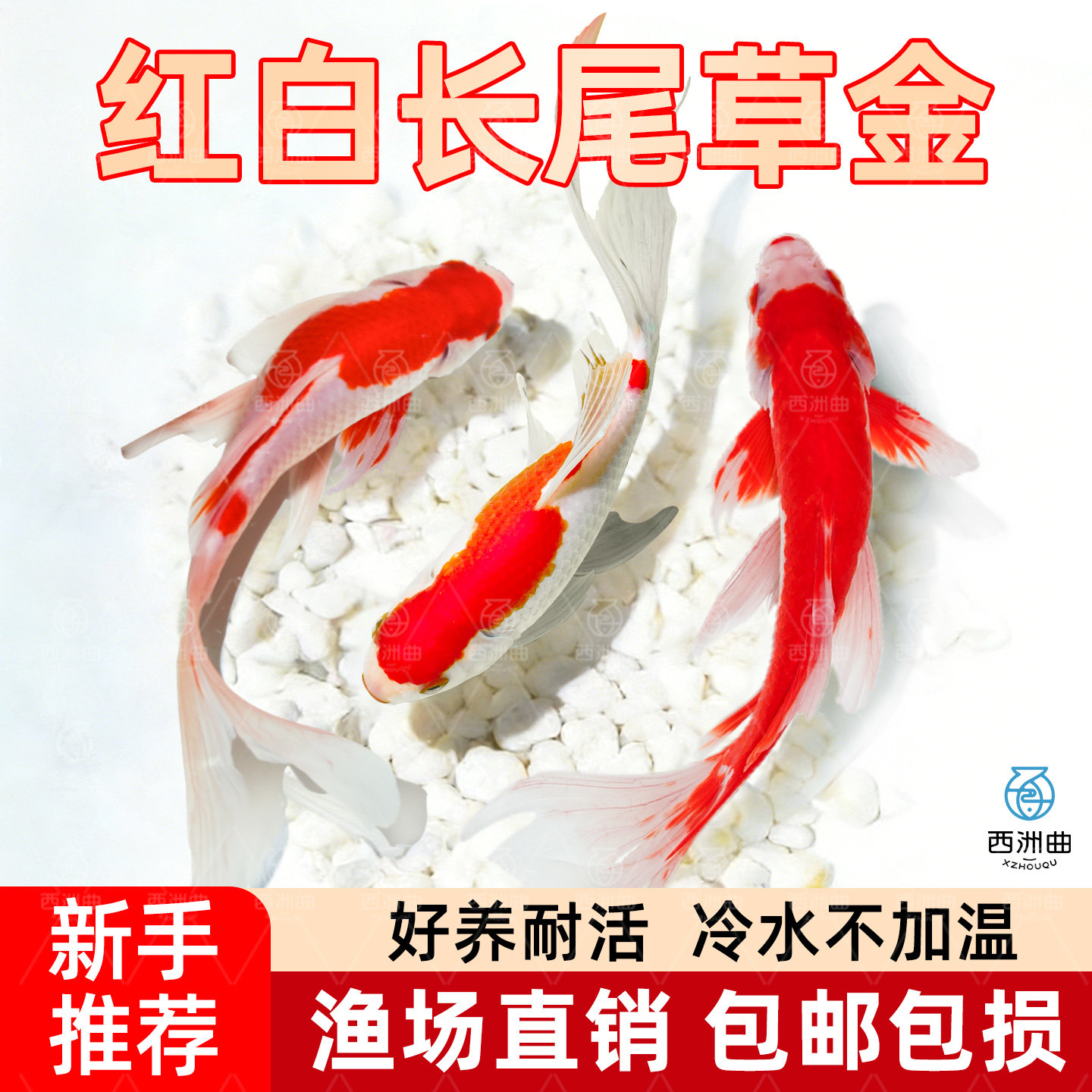 红白草金鱼好养耐活长尾易存活淡水鱼红草观赏鱼小红鱼活体冷水鱼