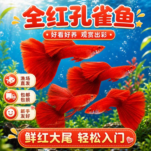 全红孔雀鱼活鱼观赏鱼纯种小型热带鱼斑马鱼活体淡水好养耐活鱼苗