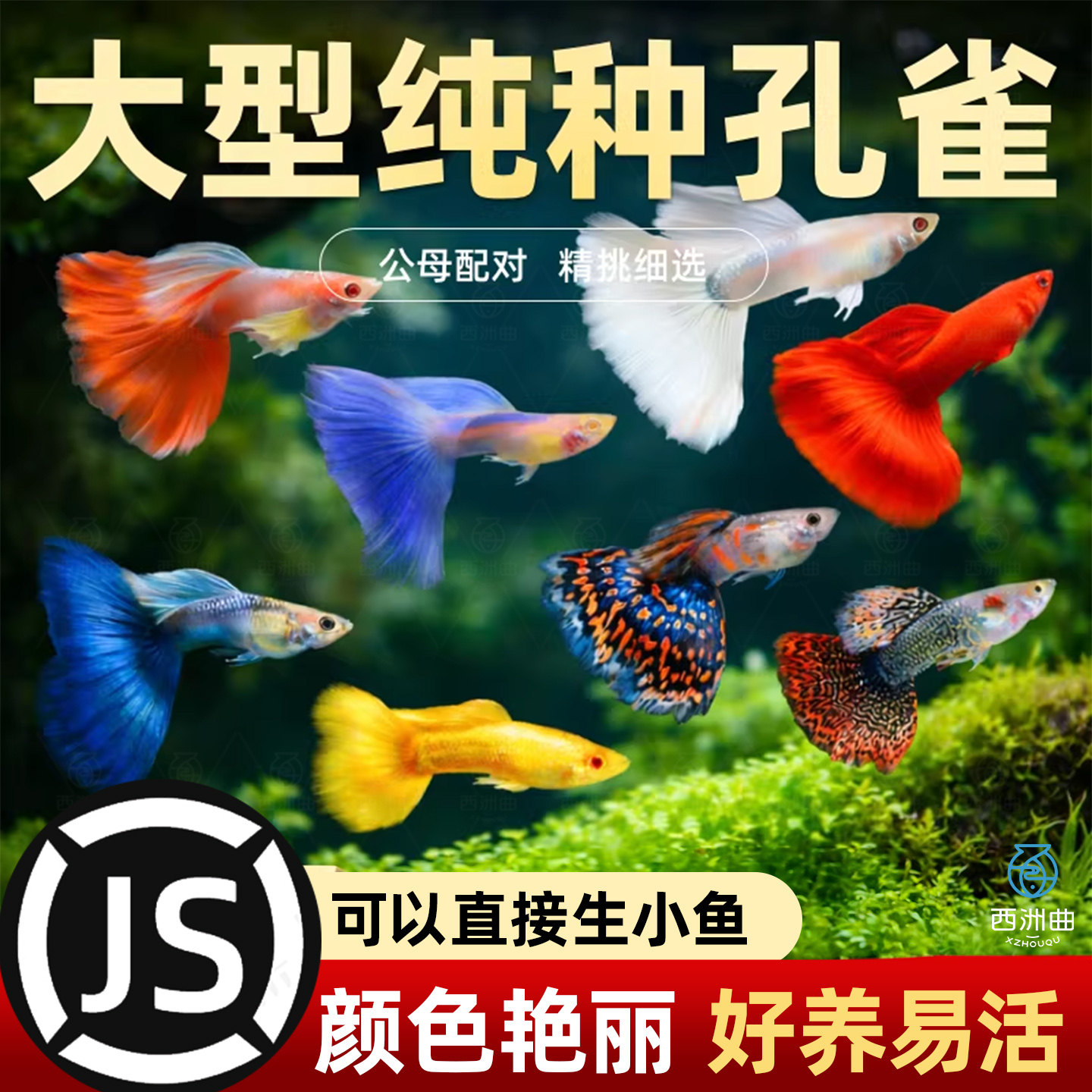 孔雀鱼观赏鱼小型热带鱼纯种鱼苗淡水鱼好养活体斑马鱼易繁殖