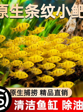 中国斗鱼伴侣条纹小鲃鱼易存活淡水鱼吃青苔冷水鱼原生群游观赏鱼