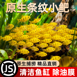 中国斗鱼伴侣条纹小鲃鱼易存活淡水鱼吃青苔冷水鱼原生群游观赏鱼