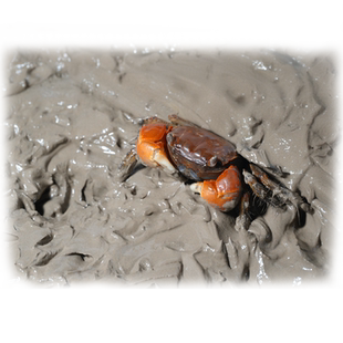 鱼缸辣椒蟹生态泥谭氏观赏蟹打洞泥滩涂泥泥蟹微景观造景用品河泥