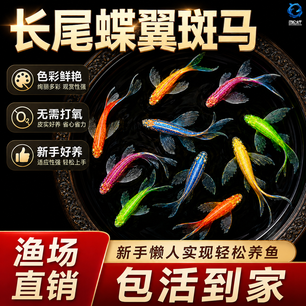 蝶翼斑马鱼长尾荧光糖果小型热带淡水观赏鱼活体鱼苗冷水彩色小鱼