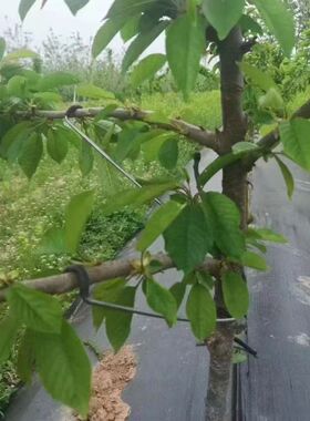 果树拉枝定型器果树开角器拉枝定型压枝器别枝器苹果背上侧枝拉枝
