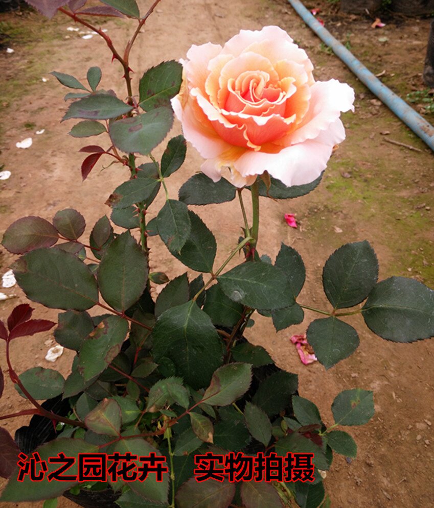 卡罗拉红玫瑰花苗黑玫瑰带花苞花卉观花植物阳台盆栽大花浓香月季