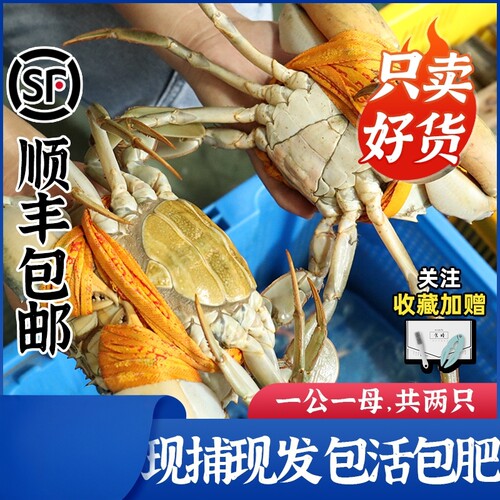 正宗三门青蟹1公1母礼盒包活包肥