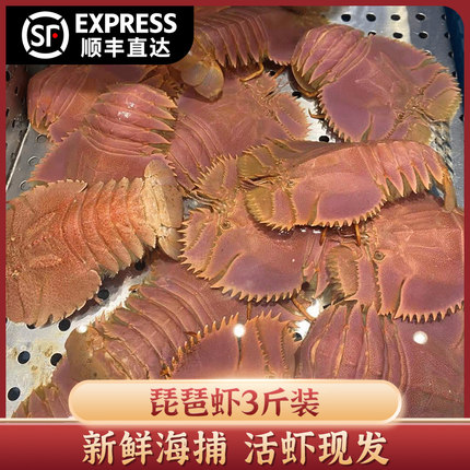 东海海捕鲜活琵琶虾九齿扇虾虾姑排皮皮虾鲜活水产 包鲜3斤装