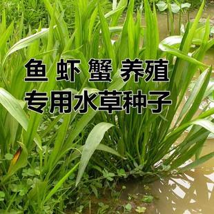 水淹养殖 水草草草小米种籽喂鱼植物种子耐高温龙虾养殖专用草四季