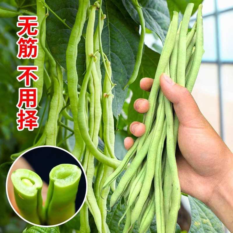 豆筋豆王架豆农家无种子种籽冬豆种四季豆豆角芸豆扁豆蔬菜孑大全 基础建材 其它 原图主图