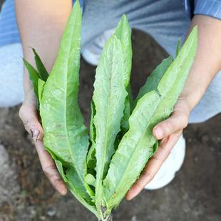 油麦青菜籽大全阳台菜籽南方籽种蔬菜孑春季 菜种种子四季 菜种春天