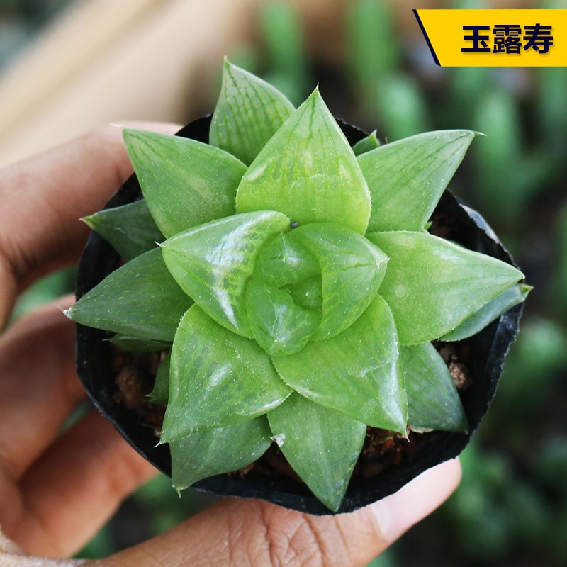 玉露寿十二卷多肉植物 新手组合好养活易度夏办公室防