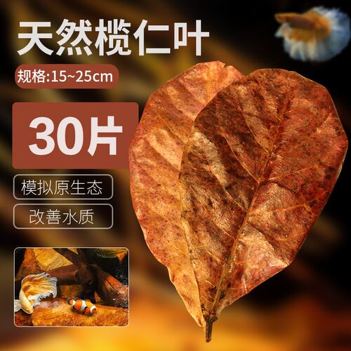 榄仁叶降酸调节Ph值龙眼叶造景懒人叶斗鱼乌龟稳定水质水族橄榄叶