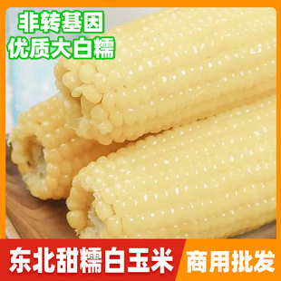 甜糯白玉米商用低脂代餐早餐粗粮整箱40根冷冻批发新鲜粘玉米棒子