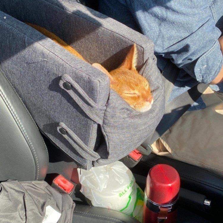 【车载好物】中控车载猫窝狗窝长途扶手箱猫咪垫子舒适外出可拆洗