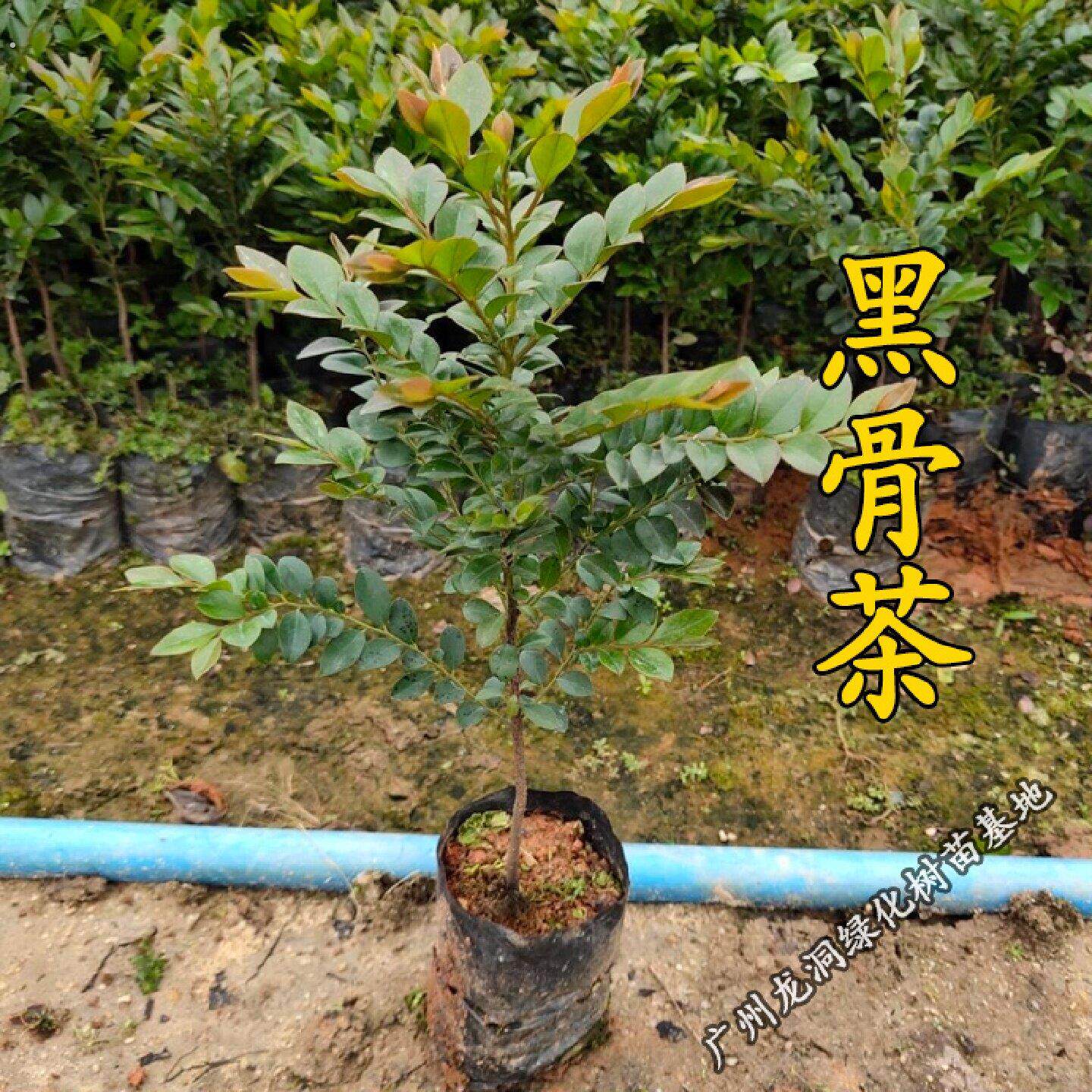 珍贵盆栽台湾黑骨茶苗盆景造型庭院室外阳台小叶紫檀树苗耐寒植物
