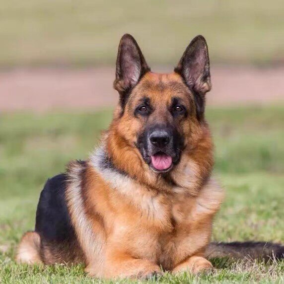 纯种德国牧羊犬幼犬弓背黑背德牧警犬军犬大型狼狗猎犬活体宠物狗