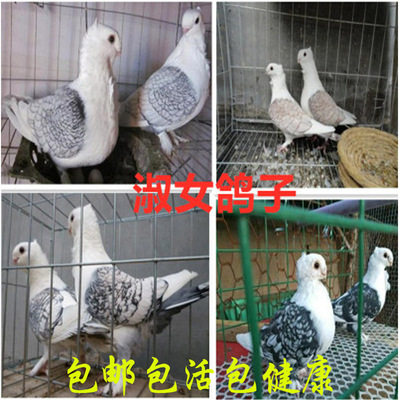 观赏鸽.凤尾.淑女，秀，两头乌，信鸽.两头红.大鼻子,鸽子活体,20