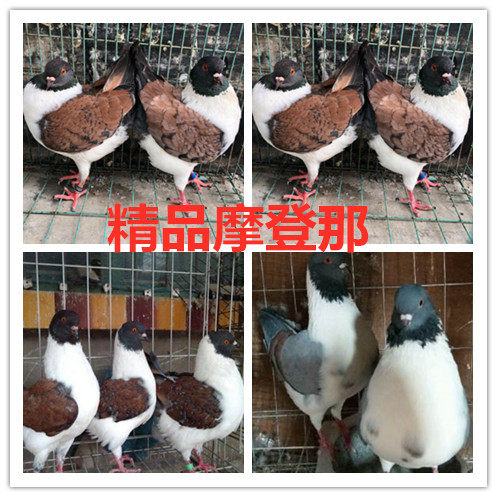 观赏鸽信鸽活体鸽子三色摩登那鸽一对青年种鸽肉鸽农村土鸽包邮,2