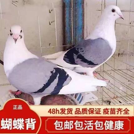 蝴蝶背信鸽观赏性宠物鸽子蝴蝶花成年种鸽青年鸽一对活体包邮健康
