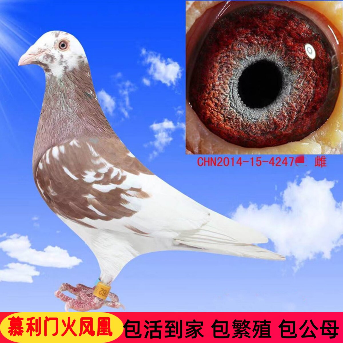 鸽子活体一对信鸽种鸽幼鸽原配火凤凰慕利门赛鸽血统信鸽子带脚环