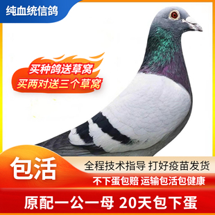 瓦灰鸽子活一对观赏鸽信鸽赛鸽鸽子小鸽货物幼鸽活体原配种鸽,90,