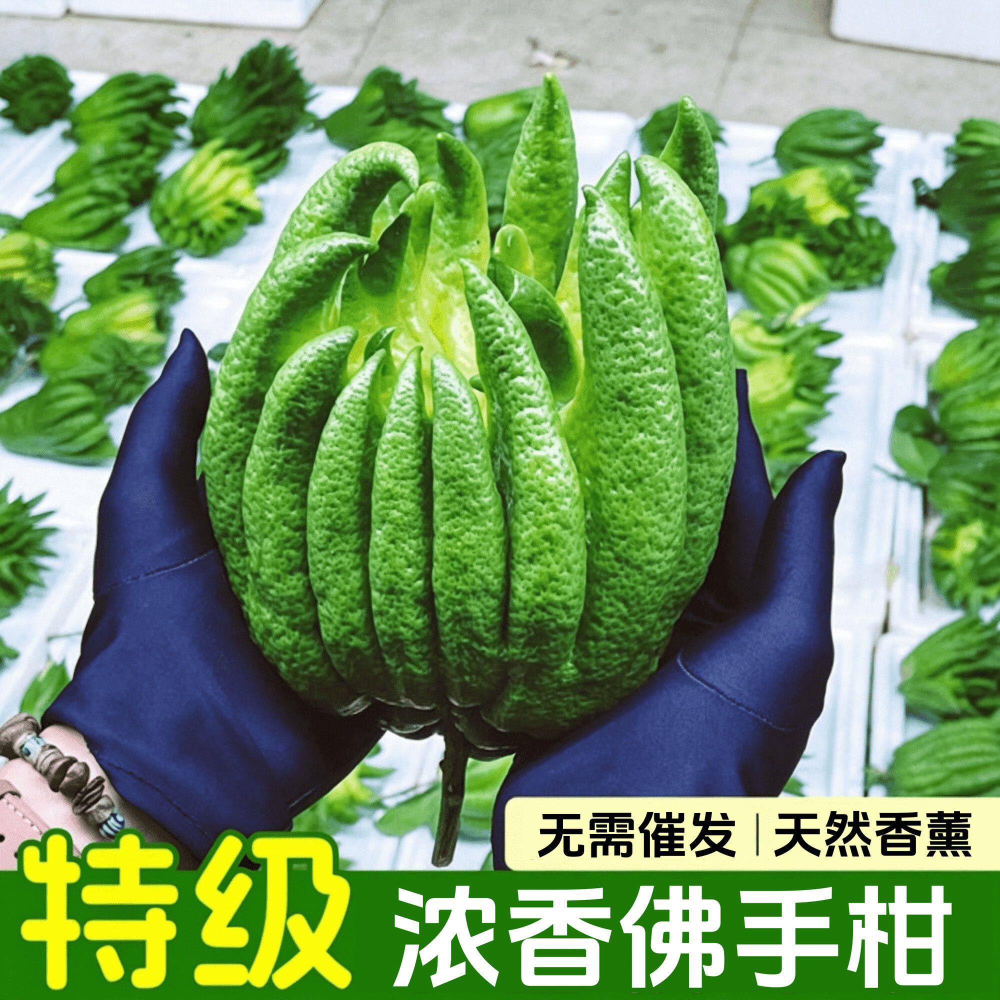 精品云南新鲜佛手柑现摘现发清香摆件清供闻香车载香薰纯天然佛手