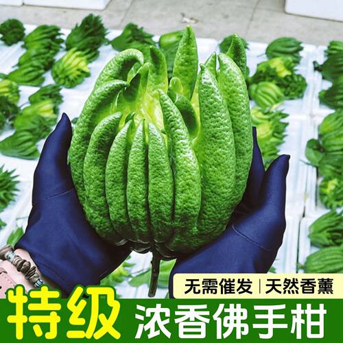 精品云南新鲜佛手柑现摘现发清香摆件清供闻香车载香薰纯天然佛手
