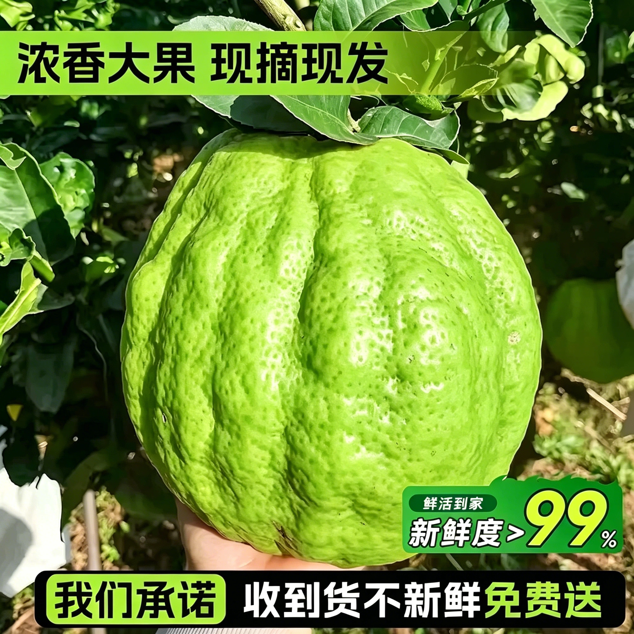 【新鲜香橼果基地现发】