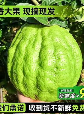 【新鲜香橼果基地现发】