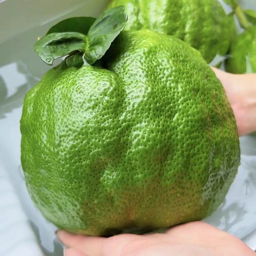云南香橼天然香薰闻香清供香橼佛手柑新鲜水培绿植食用植物果摆件