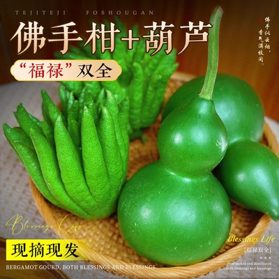 福禄双全翡翠绿色青皮葫芦新鲜现摘佛手观赏清供家居客厅书房摆件