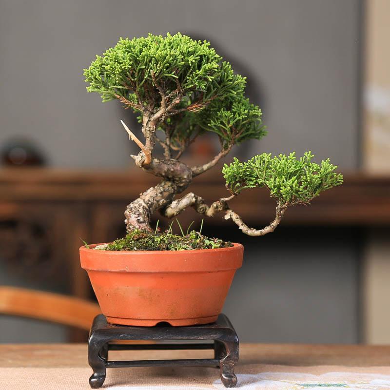 济州真柏微盆景老桩造型一物一拍四季常青中式室内盆栽柏树带神枝