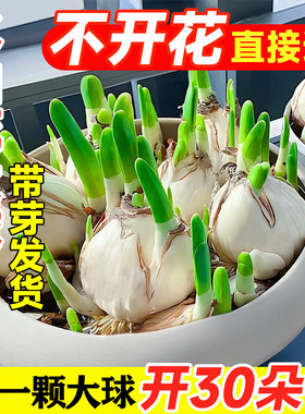 水仙花种球盆栽水培室内四季水养花卉洋水仙耐寒郁金香秋冬季开花