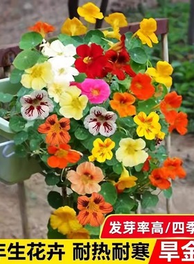 四季旱金莲种子旱荷花种垂吊爬藤花卉种籽室内外阳台盆栽春秋播种