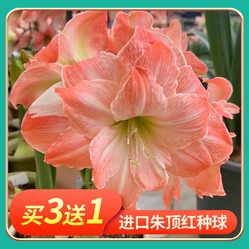 重瓣朱顶红种球大球多年生四季花籽室内外阳台花卉绿植盆栽花种子