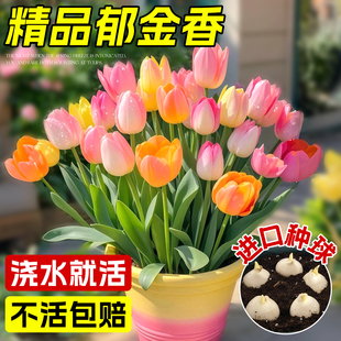 郁金香种球水培花卉植物室内四季 易种种子盆栽球根苗土培水养好活