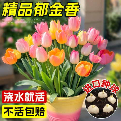 郁金香种球水培花卉植物室内四季易种种子盆栽球根苗土培水养好活