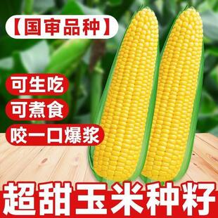 黄糯水果玉米种子彩糯黑白超甜糯玉米四季脆甜糯米耐旱杂交种籽孑