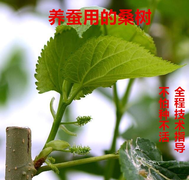 五年生桑树桑树苗长新鲜桑叶只供蚕宝宝食用简单好种