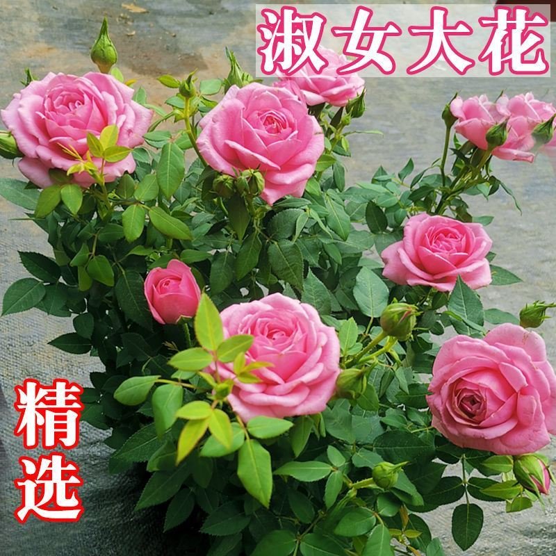 淑女大花玫瑰月季盆栽带花苞发货室内好养花四季开花