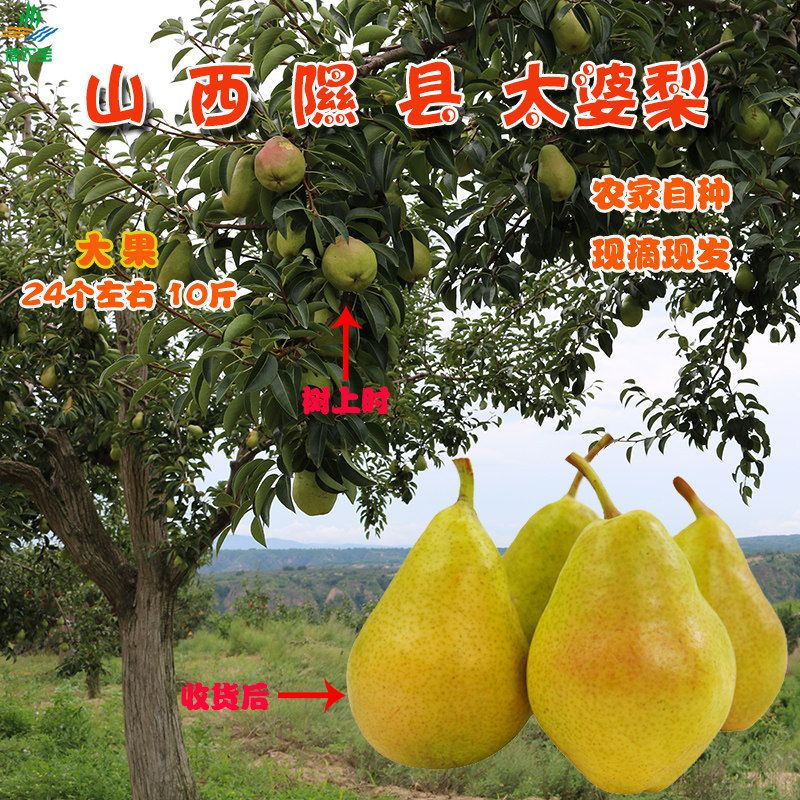 山西当季水果产地直发正宗山西隰县太婆梨脆甜多汁现摘现发9斤,水产肉类/新鲜蔬果/熟食,梨,淘宝优惠券,粉丝福利购,淘宝优惠卷