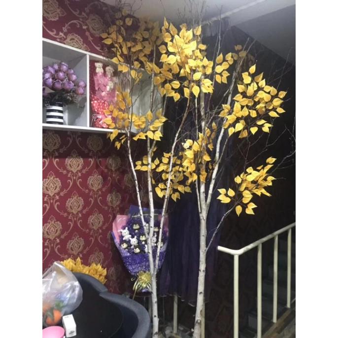 白桦树杆白桦树杈枯树装饰白桦树枝橱窗隔断玄关布置白桦树背景墙