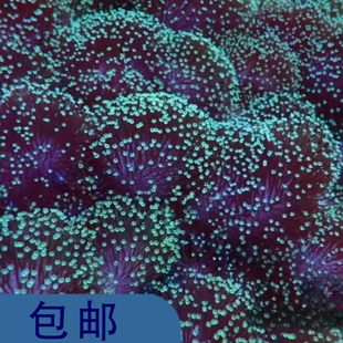 新手珊瑚 二绿非皮 密续皮革 长须皮革 海水海缸lps皮革珊瑚