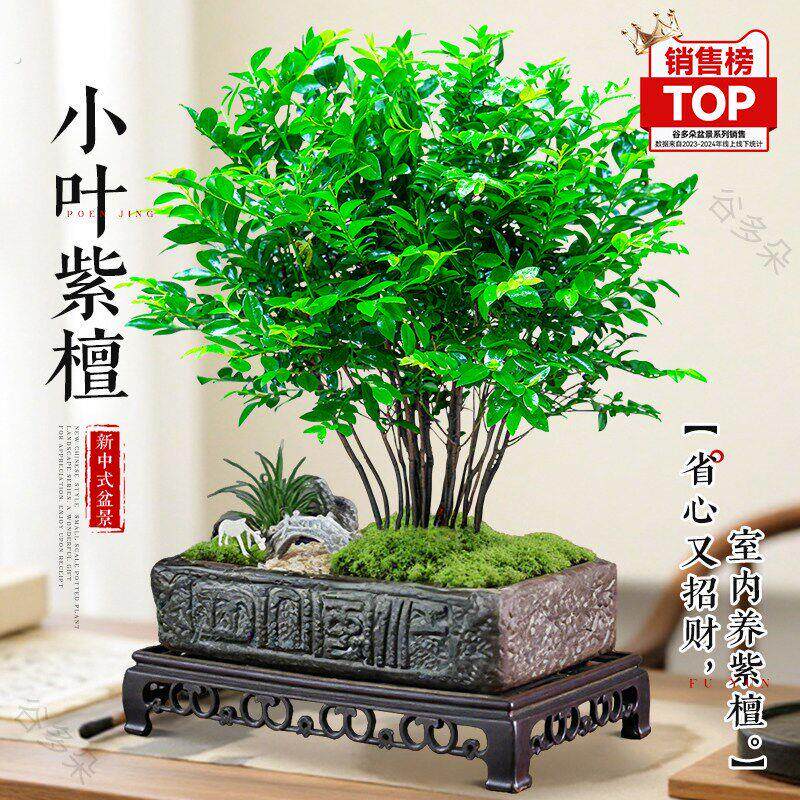 丛林小叶紫檀盆栽办公室内新中式盆景绿植好养活送礼植物四季常青